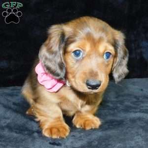 Jewel- mini, Dachshund Puppy